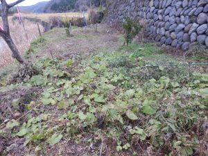 フキの畑と自称果樹園(^-^;