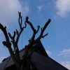 伐採業者 鳥取