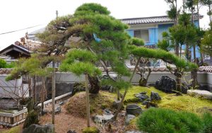 茶室の松の剪定