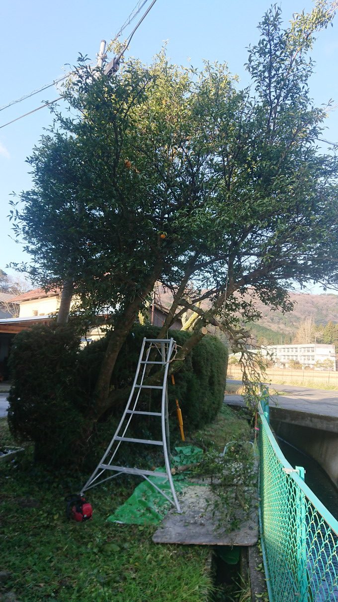 柚子の剪定と伐採
鳥取県の特殊剪定・特殊伐採業者の岡本庭園